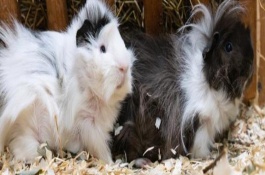 荷兰猪怀孕后的注意事项，主要是通过交配繁殖