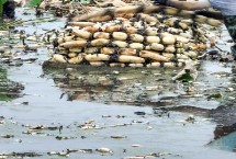 农村水田能种什么，栽培莲藕一般能获得可观的效益