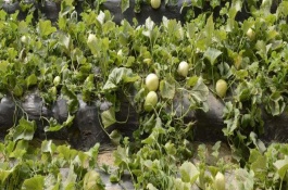 甜瓜从种植到成熟需要多少天，适宜温度为25-30°C左右