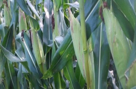隆平702玉米栽培技术要点，高抗茎腐病0%HR