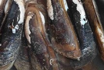 河蚌怎么繁殖后代的，目前来看具有较大的市场潜力