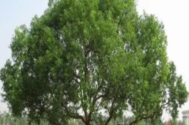 公园里面有哪些常见树，常见的有香樟、雪松等