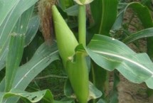 广良甜402玉米栽培技术要点，春植生育期73天