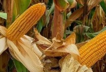 宇慧6号玉米栽培技术要点，中抗茎腐病