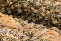 蜂王产卵后过多久会出现工蜂，大概需要20天左右