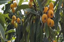 枇杷的成熟期，主要有甘肃、陕西、河南等