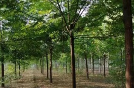 苦楝树的作用，可以种子繁殖和扦插繁殖