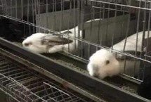 公兔和母兔可以放在一起养吗，需要建设仿野生环境