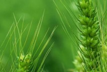 赛德麦8号小麦栽培技术要点，适宜播期10月上中旬