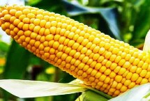 东单3413玉米栽培技术要点，适宜在肥力中上等的地块种植