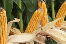 腾玉2148玉米栽培技术要点，中抗灰斑病