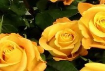 道歉时要送什么花卉，黄玫瑰可作为首选