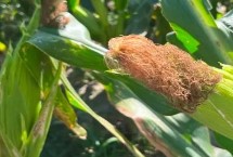 皆丰1159玉米栽培技术要点，出苗至成熟143天