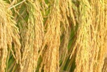 民升优丝占水稻栽培技术要点，秧田期注意施药防治稻飞虱