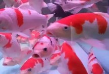 锦鲤为啥在鱼缸底不上来吃食，可以在5-30℃之间的水温中存活