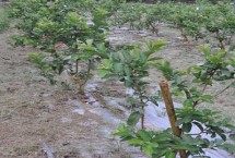 番石榴的需肥特点，幼树和结果树的施肥方法不同