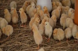 小鸡经过多久才能养到2斤，5周龄之前要增加饲喂次数