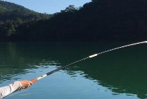 黑坑叉尾鱼怎么钓，黑坑中鱼密度非常高