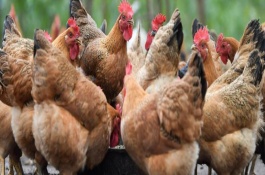 鸡能活多少年，通常鸡能活13年左右