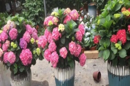 绣球花的品种，所有的绣球花都是有毒的