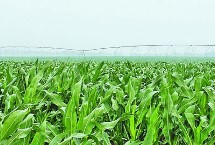 福玉19玉米栽培技术要点，及时防治纹枯病和玉米螟