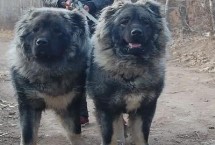 高加索犬和藏獒谁更厉害，高加索犬的体型更大但藏獒更凶猛