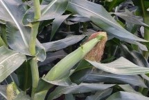 润甜糯876玉米栽培技术要点，该品种为鲜食糯玉米品种