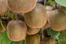 猕猴桃着色不佳的解决方法，需加强秋剪、适时采果等