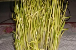 蒜苗是大蒜长出来的吗，外观和吃法均不同