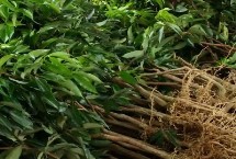 桂早荔荔枝苗哪里有卖，建议实地购买