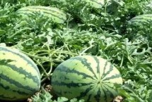 我国西瓜的主要产地，不同地区的种植时间是有差别