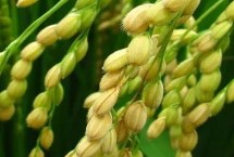 爽两优美占水稻栽培技术要点，全生育期133.7天