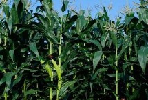 玉米地除草剂有哪些，适时收获可增产