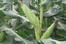 黄锦185玉米栽培技术要点，适宜播种期4月下旬至5月上旬