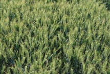 婴泊700小麦简介，生育期243天左右