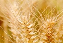 邯麦22小麦栽培技术要点，该品种属半冬性品种