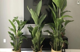 天堂鸟适合家养吗，适合养家里