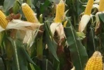 F2062玉米栽培技术要点，中抗茎腐病