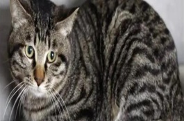 狸花猫怎么饲养，前者大多呈棕色或黑色、后者以银色较常见