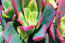 艳日辉的扦插方法，对叶片消毒后再插入土壤中