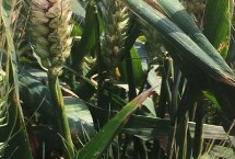 中鲁麦13号小麦栽培技术要点，超过适宜播期的晚播田