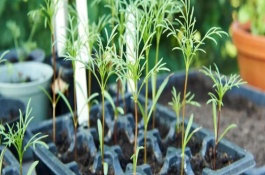 波斯菊种子的种植方法，要保持较长时间内的相对湿润状态