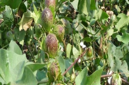 赣棉杂109棉花栽培技术要点，蕾期每亩用缩节胺0.5-1克