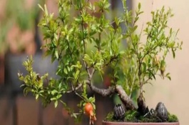 盆栽植物怎么施肥，常见的有石榴、枸杞、黄荆等