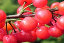 超过30克的大樱桃品种，早红珠樱桃一般更为优质