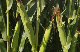 盈泰V9玉米栽培技术要点，两年区试平均生育期138天