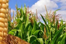 众德丰1号玉米栽培技术要点，适宜播期4月下旬至5月上旬