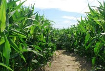 杰农4617玉米栽培技术要点，地温要确保10℃以上进行播种