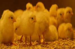 小鸡出壳多长时间可以喂食喂水，必须在24小时之内喂食