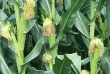 博奥001玉米栽培技术要点，出苗至成熟135天